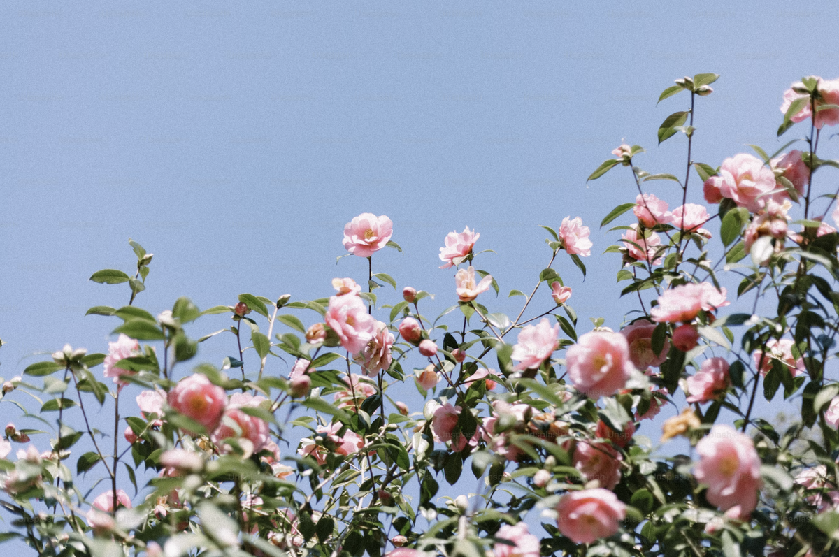 Pink flowering shrub in full bloom against a clear blue sky