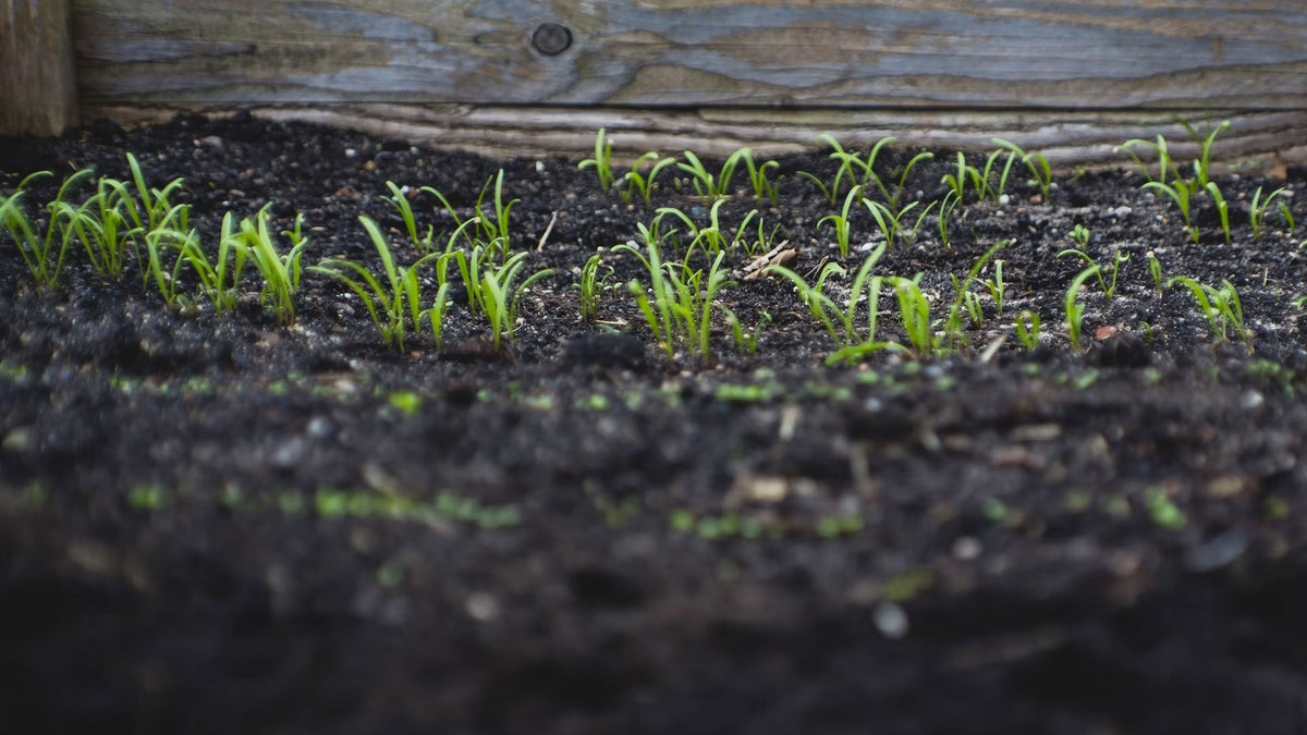 Young green seedlings emerging from dark, rich garden soil