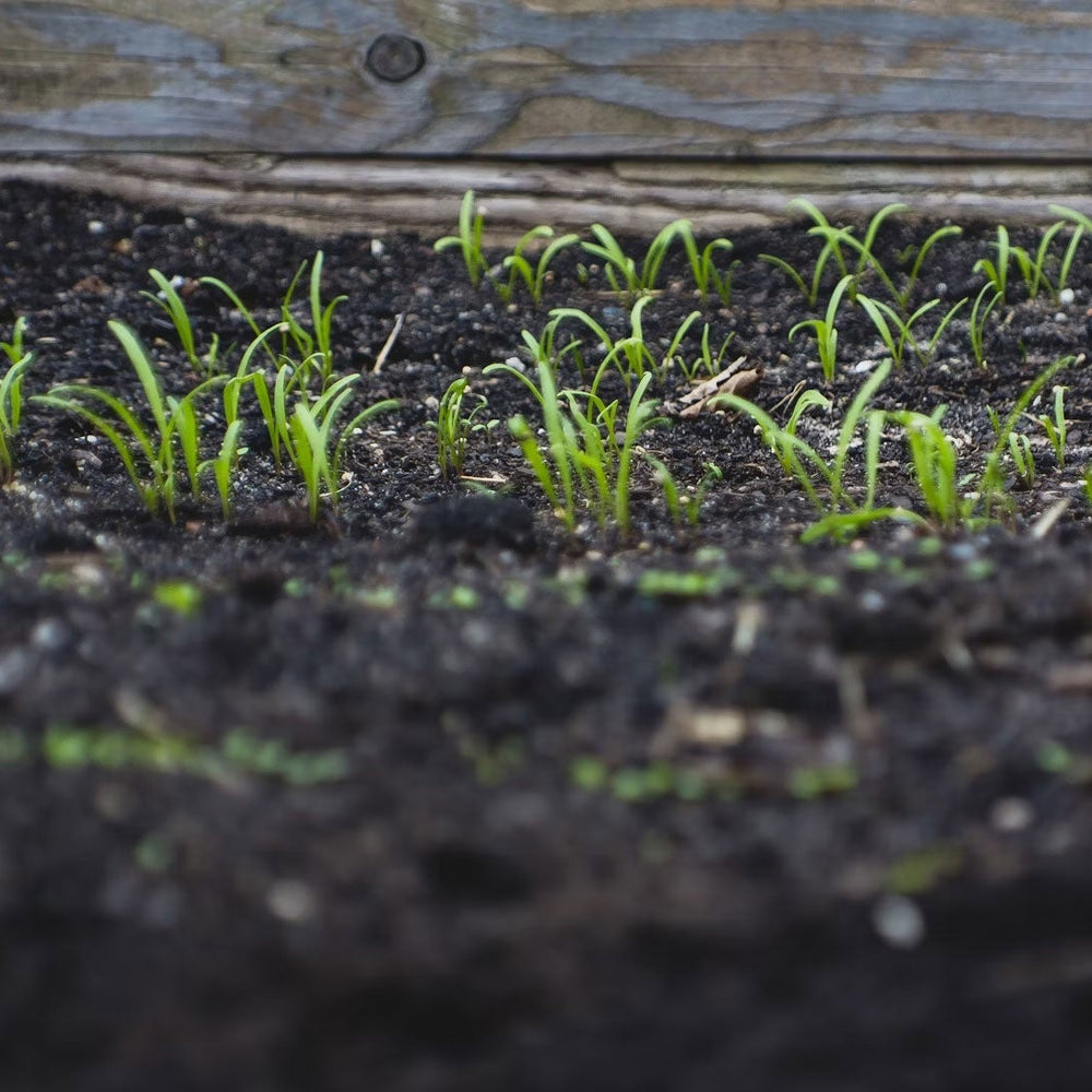 Transforming Garden Soil with Gro Worm Worm Casts