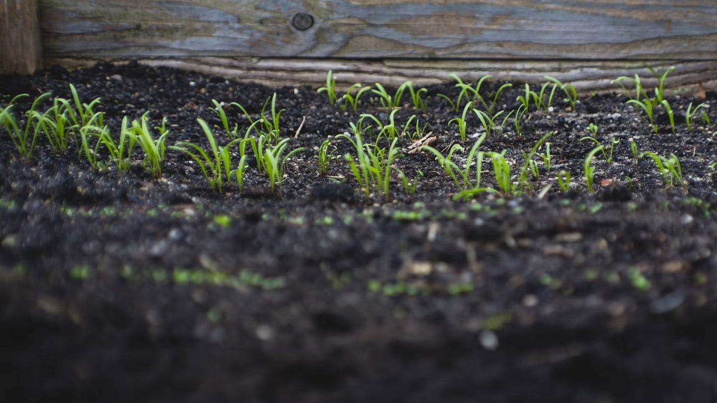 Transforming Garden Soil with Gro Worm Worm Casts