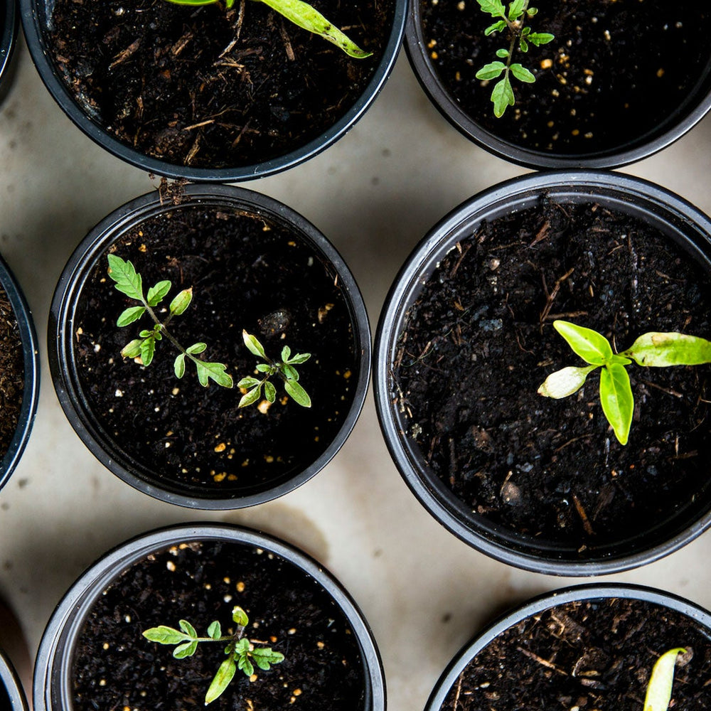 Perfecting your potting with Gro Worm Worm Casts