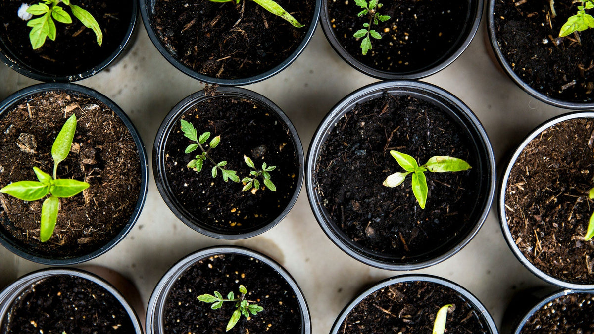 Young seedlings growing in individual pots of compost, viewed from above