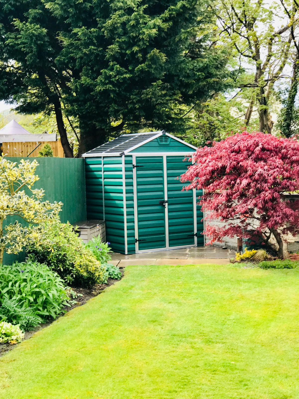 A neat, healthy green lawn in a well-kept back garden, with a shed, a red Japanese maple and planted borders behind