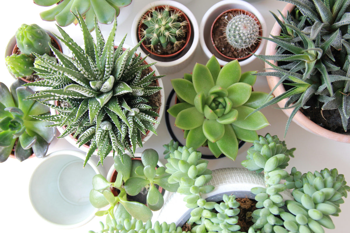 A top-down arrangement of potted succulents and small cacti in gritty, free-draining cactus and succulent compost.