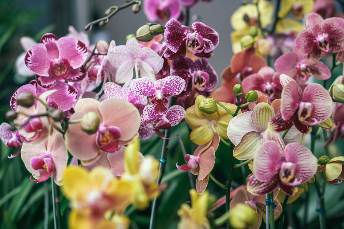 Pink and yellow moth orchids in full bloom