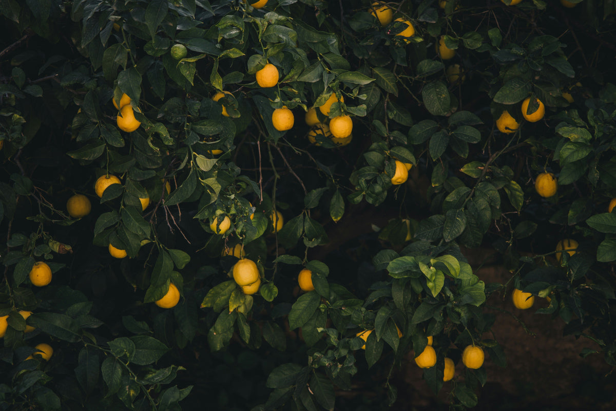 A lemon tree laden with ripe yellow lemons, the kind of healthy citrus that thrives in free-draining citrus compost.