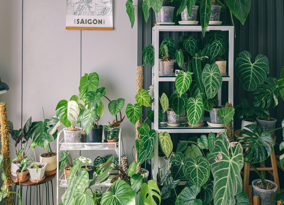 A display of leafy green houseplants on shelving against a dark wall, thriving in peat-free house plant compost.