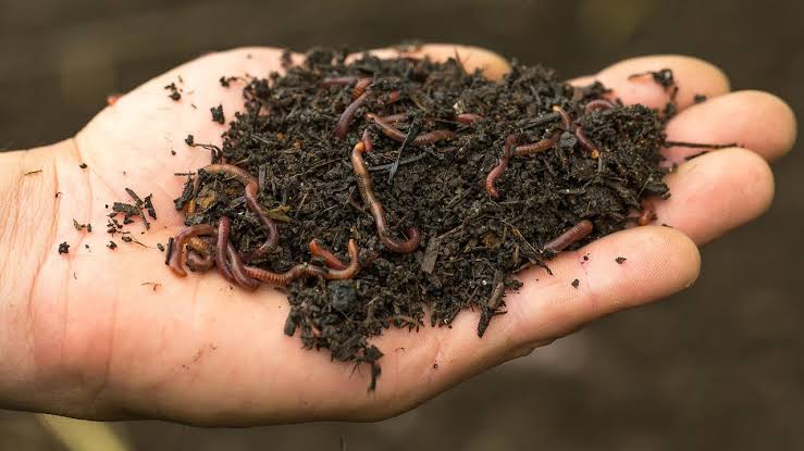 A hand holding dark, crumbly worm castings with earthworms visible, a gentle organic feed for every plant in the garden.