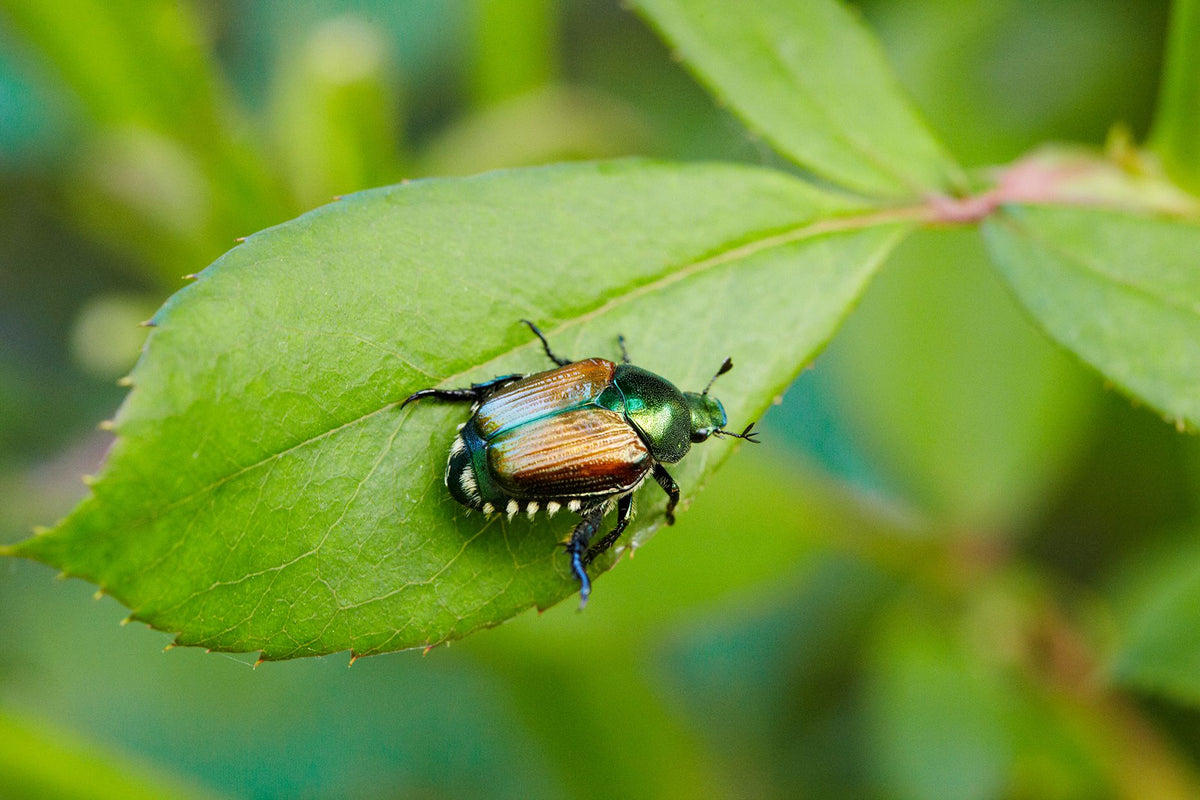 A metallic garden beetle resting on a green leaf