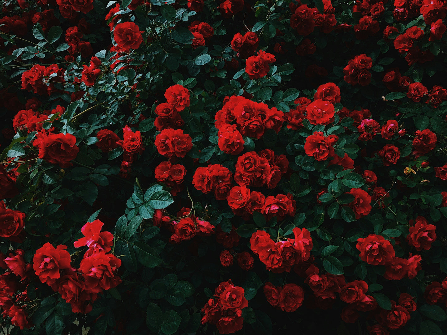 A cluster of deep red roses in full bloom with dark green foliage, grown with Gro Worm peat-free worm-cast compost
