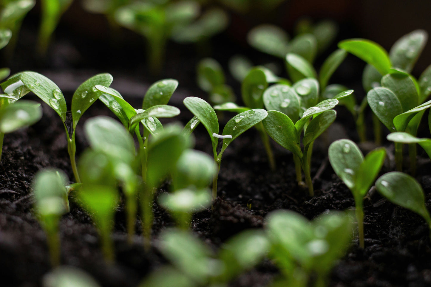 Rows of young green seedlings emerging from dark soil, started in Gro Worm peat-free worm-cast compost