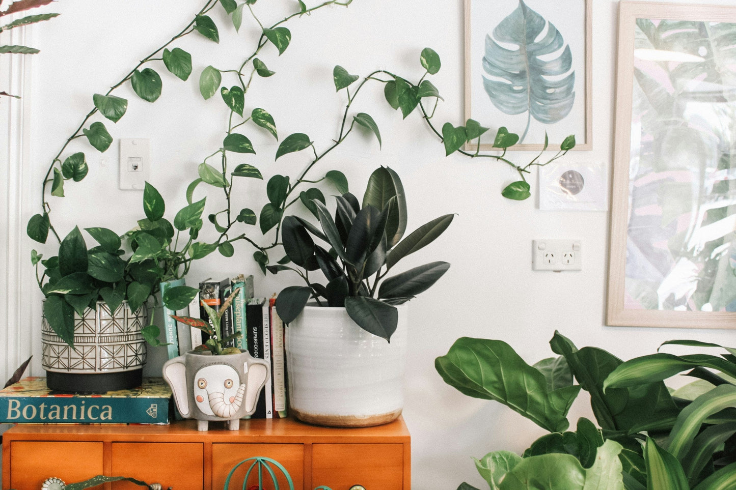 Leafy indoor houseplants including trailing pothos and a rubber plant on a wooden sideboard, fed with Gro Worm peat-free worm-cast compost