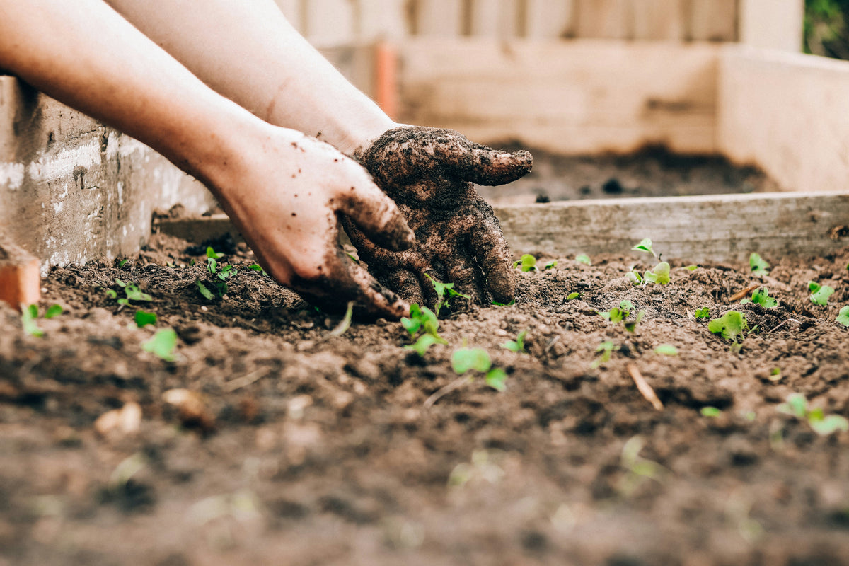 How to Start a No-Dig Bed This Autumn
