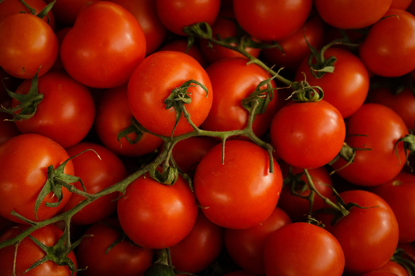 Ripe red vine tomatoes, grown with Gro Worm peat-free worm-cast compost